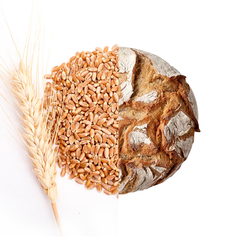 ADAGIO Kırmızı Ekmeklik Buğday