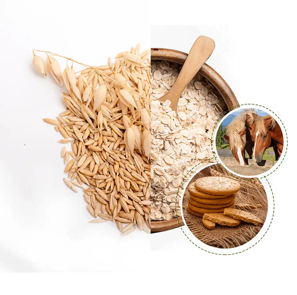 ALBATROS Yazlık Yulaf